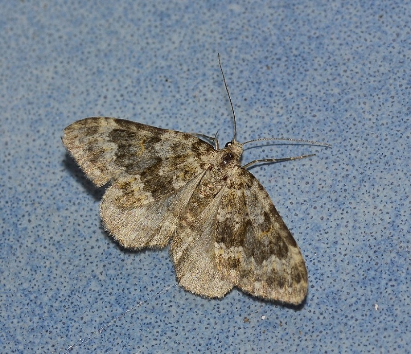 Geometridae da id - Coenotephria sp