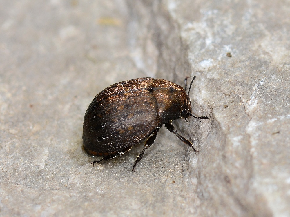 Byrrhidae: Byrrhus sp.