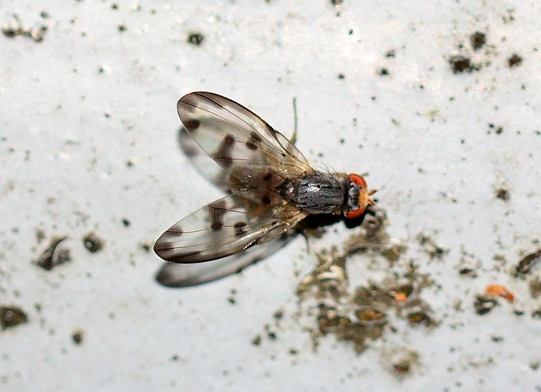 ali macchiate:  Palloptera umbellatarum (Pallopteridae), maschio