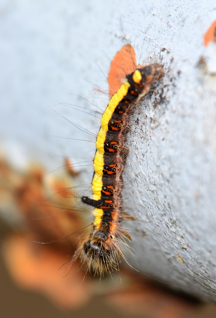 Larva vistosa - Acronicta (Triaena) psi, Noctuidae