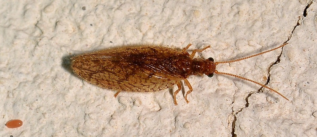 Hemerobiidae:  Micromus angulatus