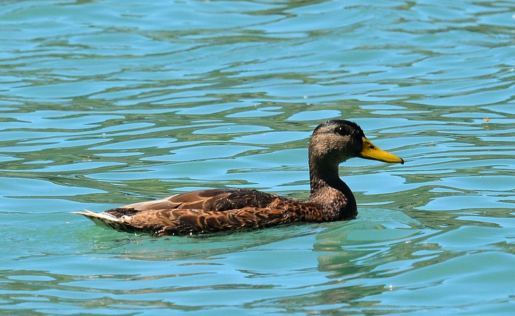 Anatidae: maschio di Germano reale 