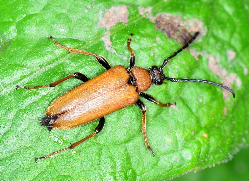 Cerambycidae:   Stictoleptura rubra, femmina