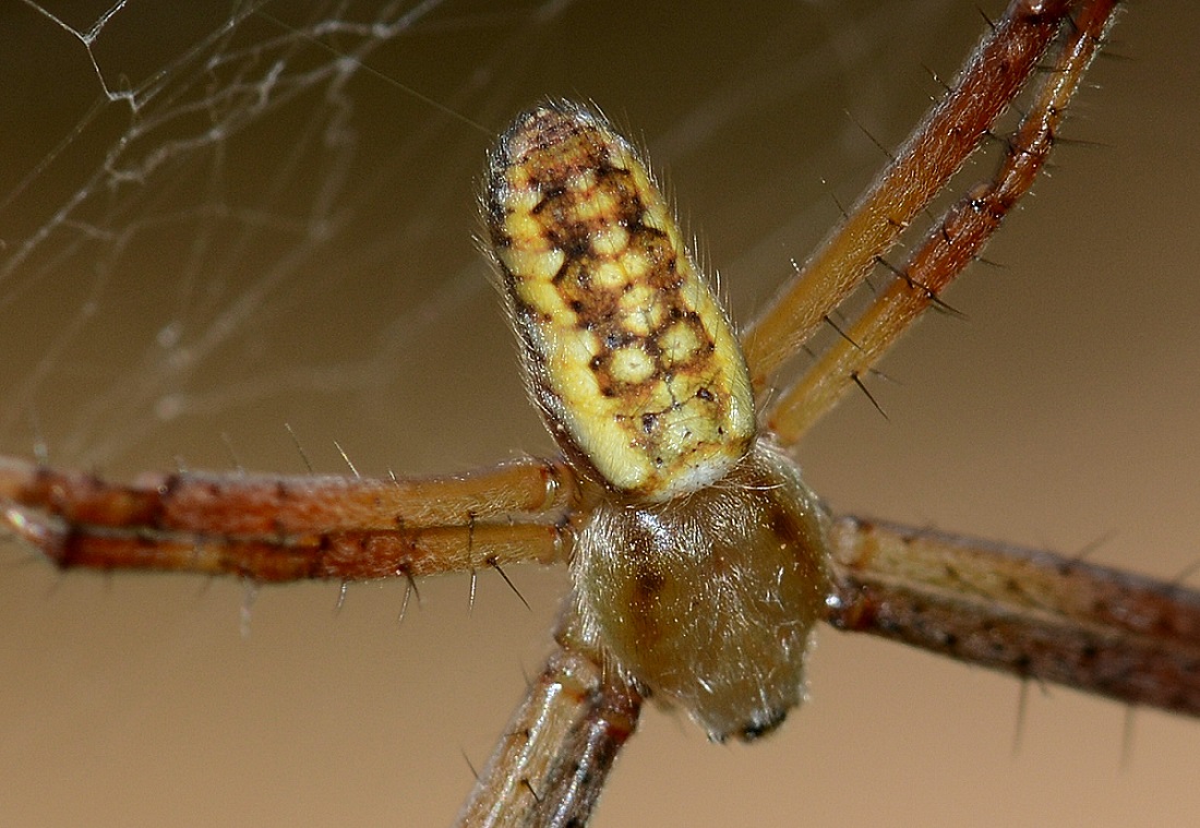 Maschio di Argiope bruennichi - Marina di Arbus (VS)