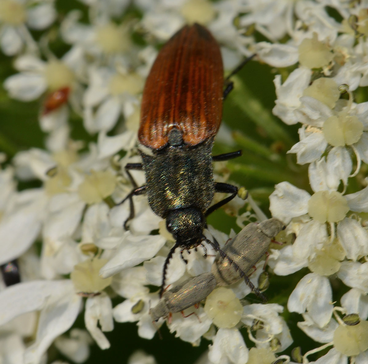 Ctenicera virens, Elateridae e Danacea sp.