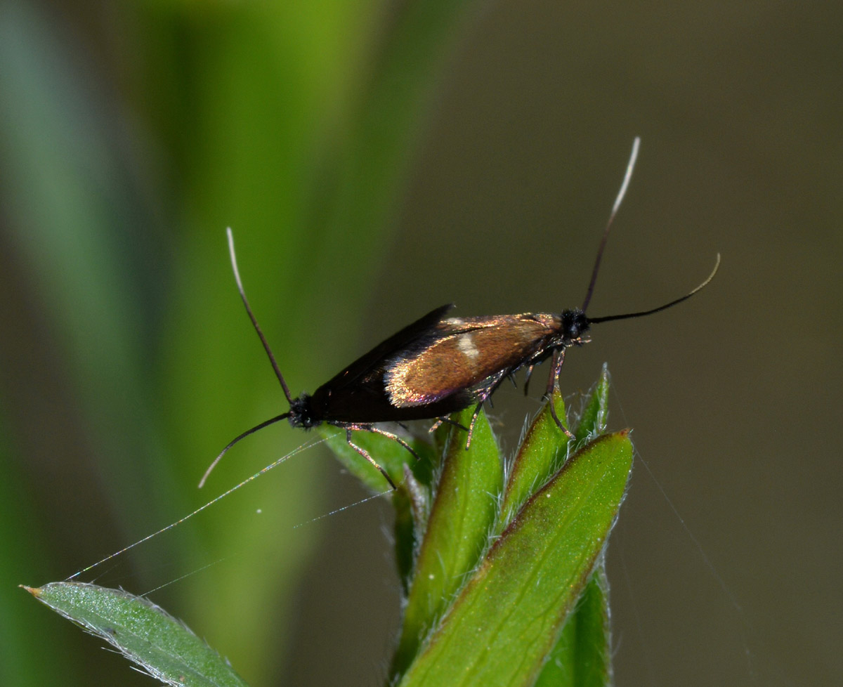 Adelidae - Cfr. Cauchas fibulella