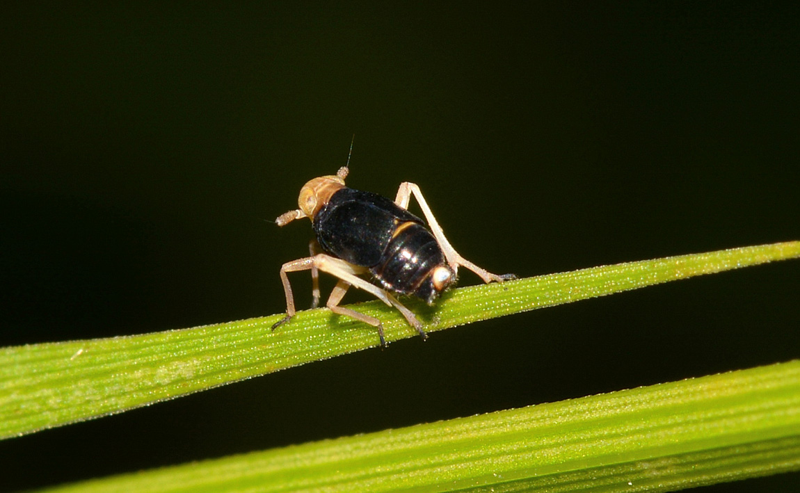 Ditropis pteridis