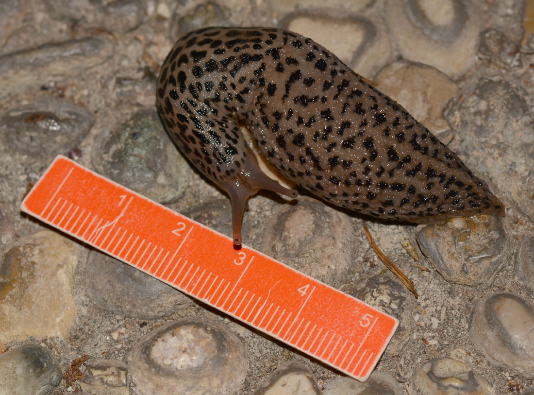 Limax maximus da Mediglia (MI)