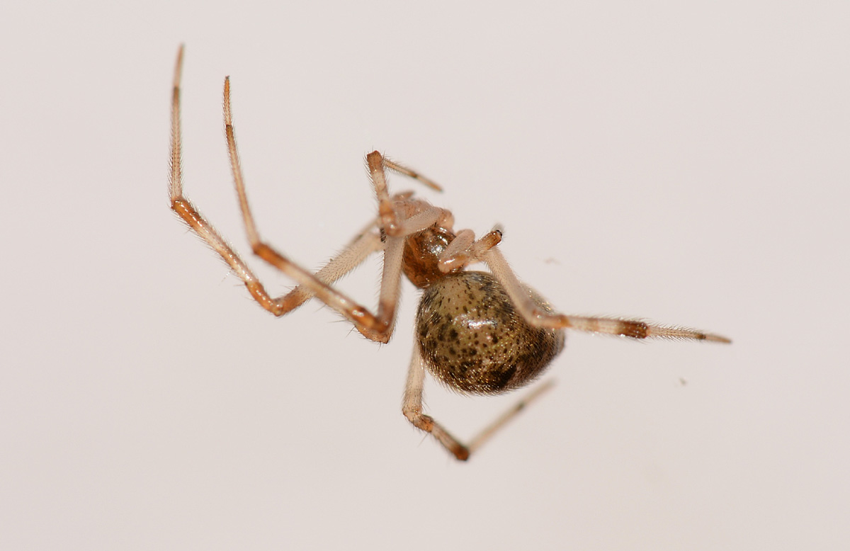 Parasteatoda tepidariorum - Medaglia (MI)