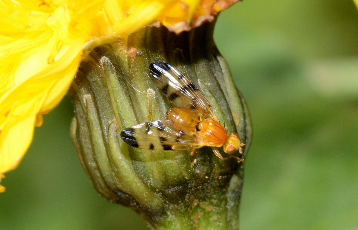 Tephritidae: Trypeta immacolata