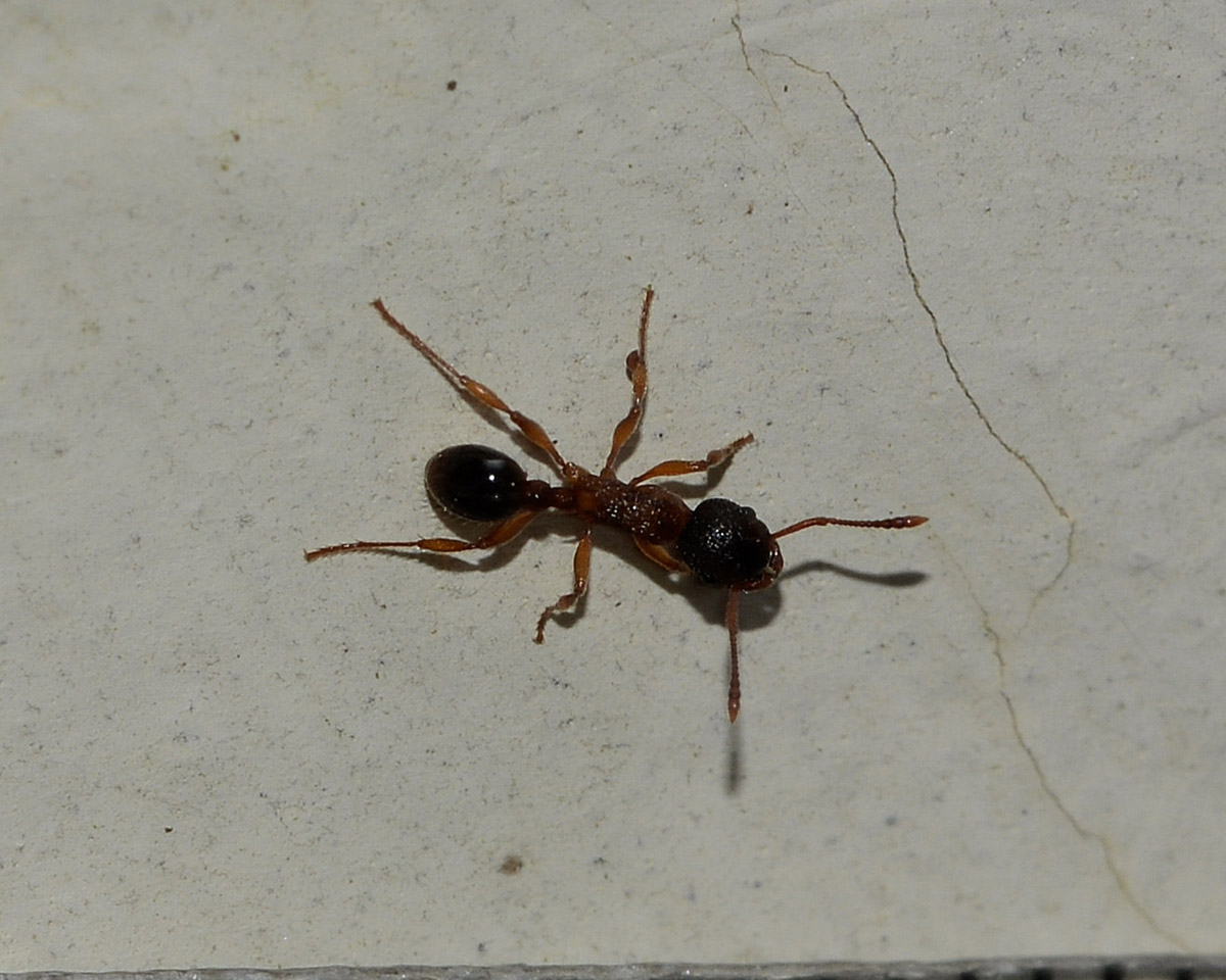 formica spinosa: Myrmica cfr scabrinodis