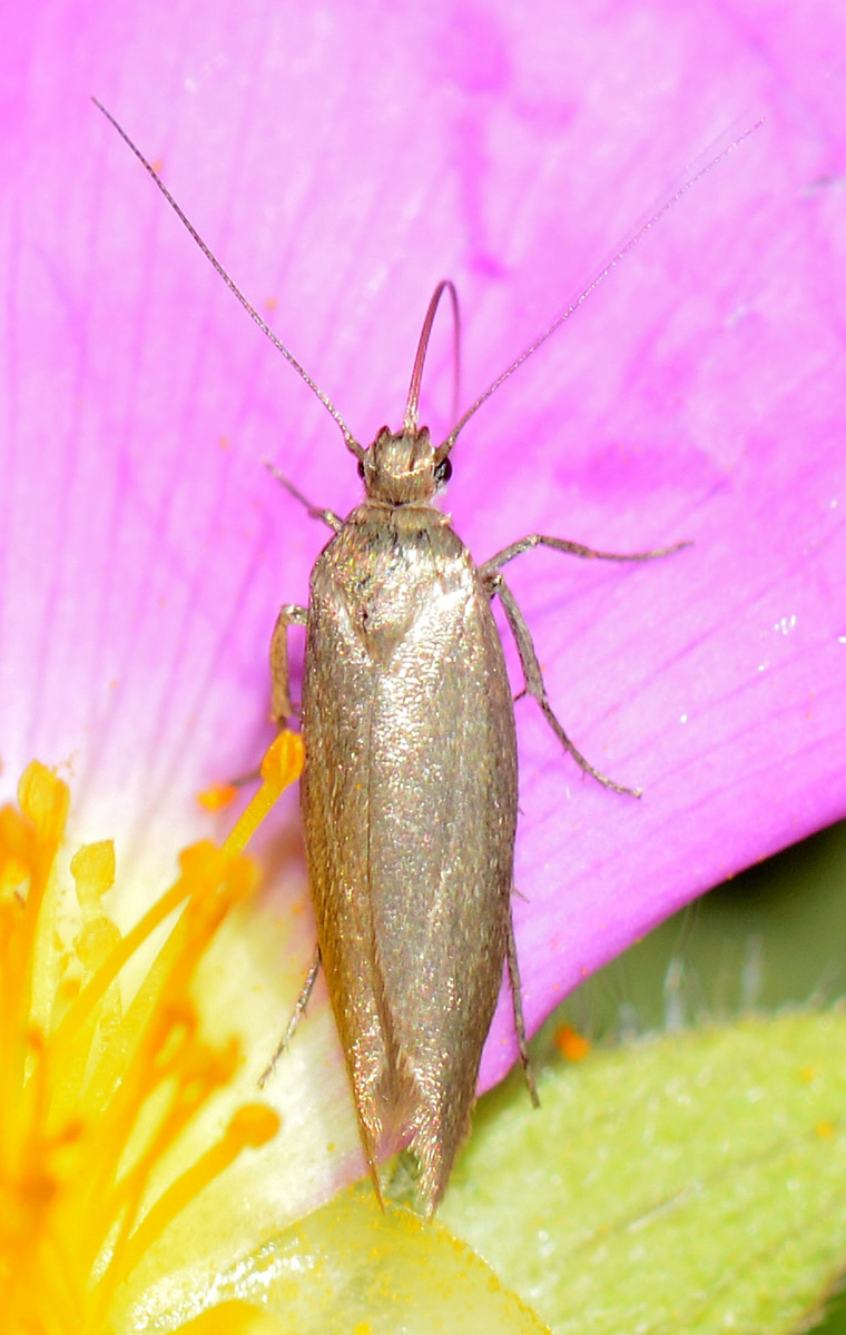 Farfallina sarda - Cfr. Scythris sp, Scythrididae