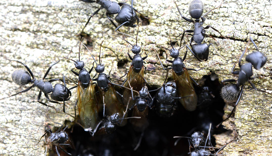 Camponotus vagus, operaie maggiori e maschi sciamanti