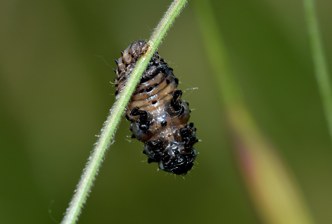 larva di Coccinellidae