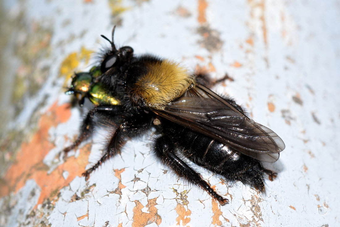 Laphria