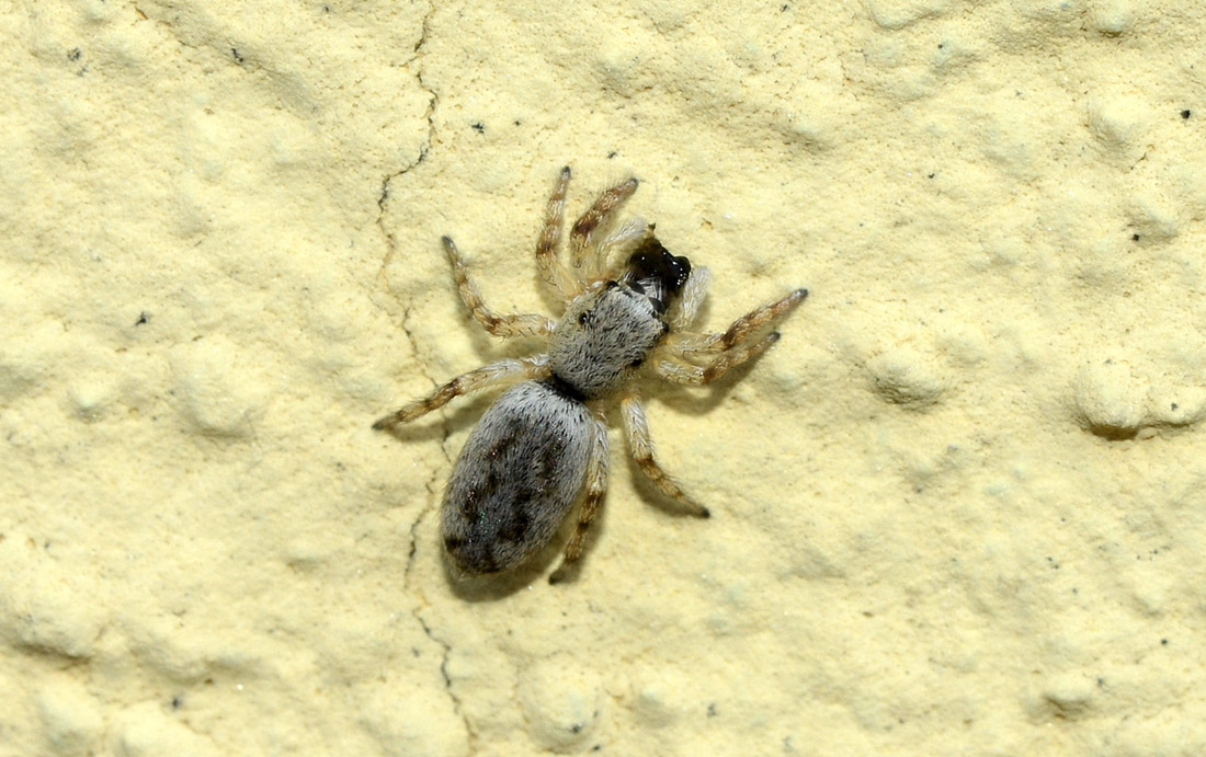 Salticus sp. - Paullo (MI)