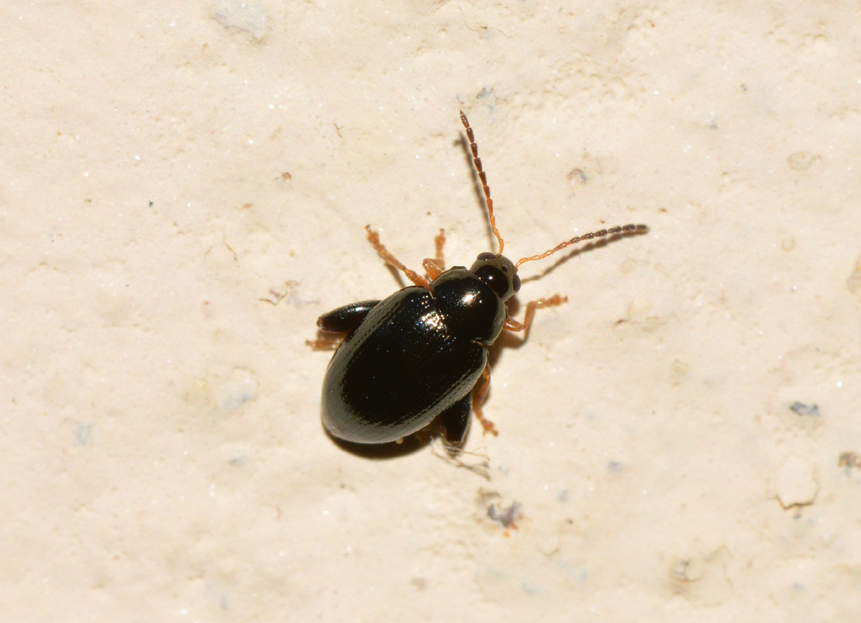 Psylliodes sp., Chrysomelidae