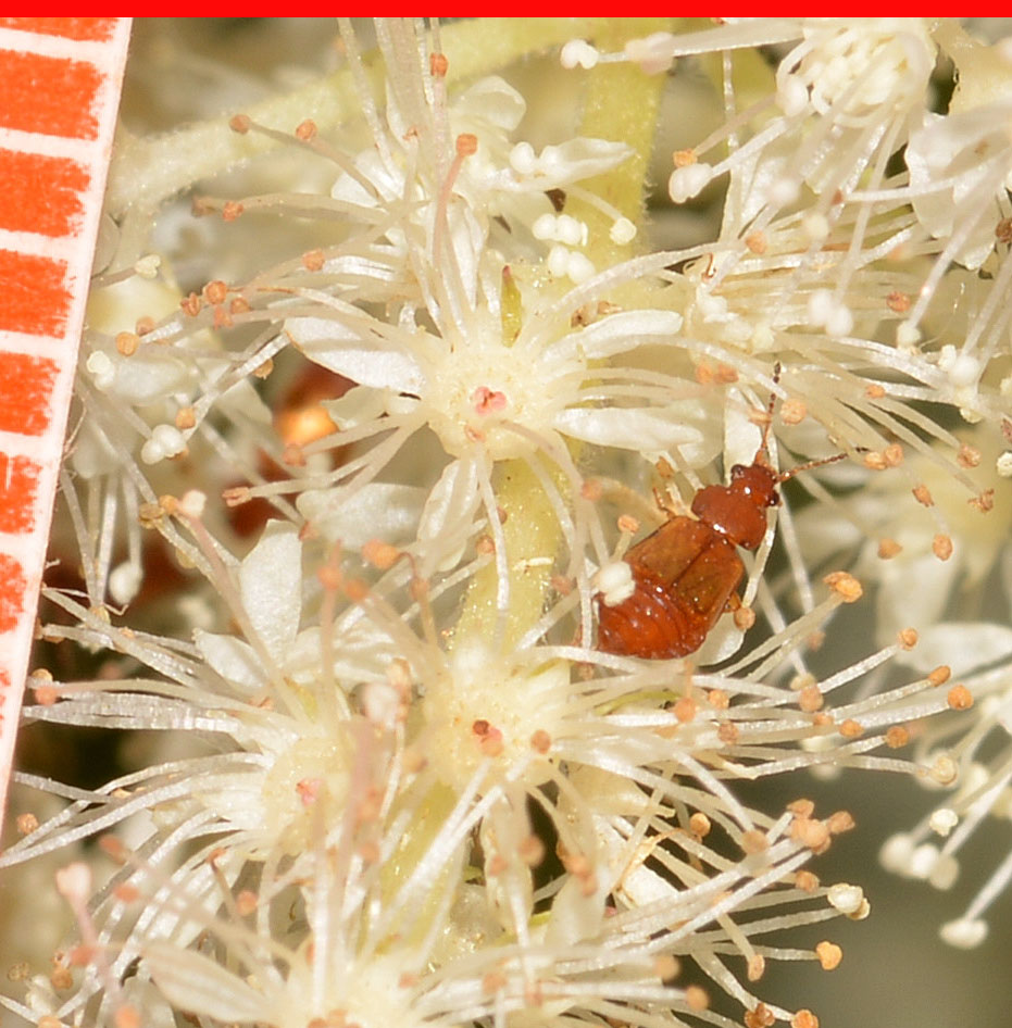 micro su Apiaceae:  Staphylinidae Omaliinae