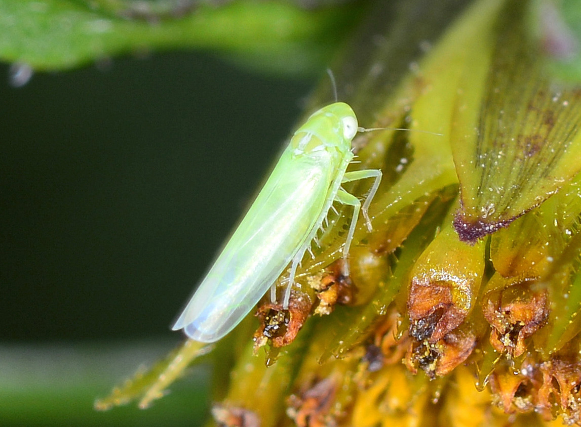 cicadella da id