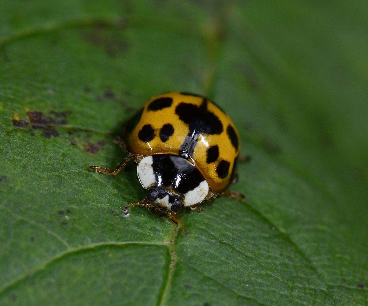 Coccinella: sempre una Harmonia axyridis