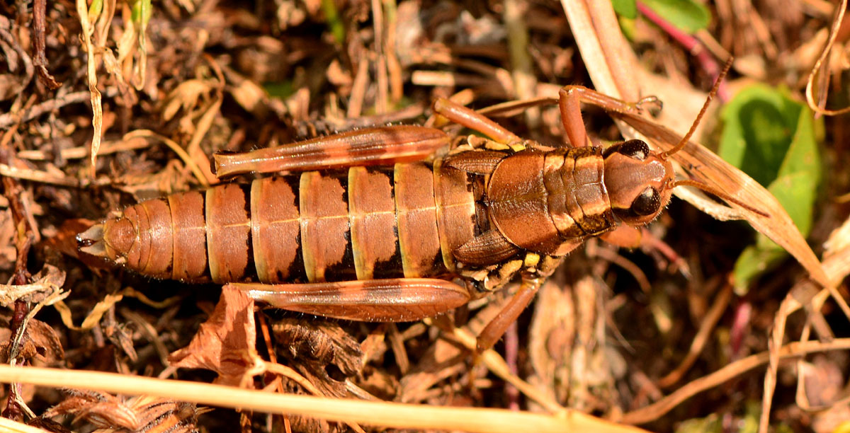 Acrididae:  Podisma pedestris