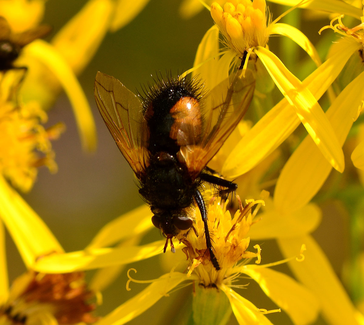 Nowickia sp. (Tachinidae)