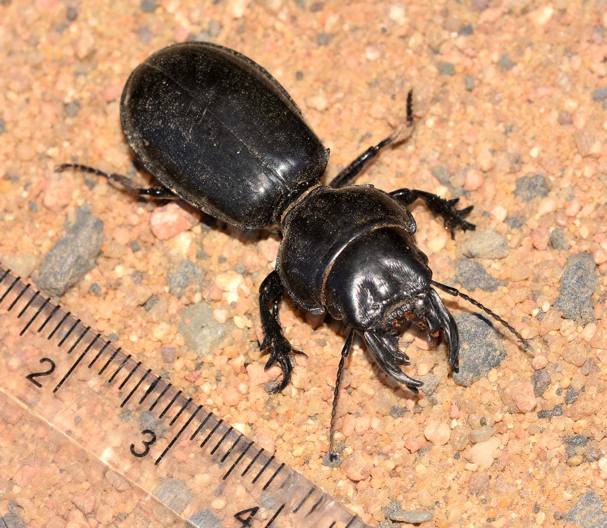 Carabidae: Scarites buparius, femmina