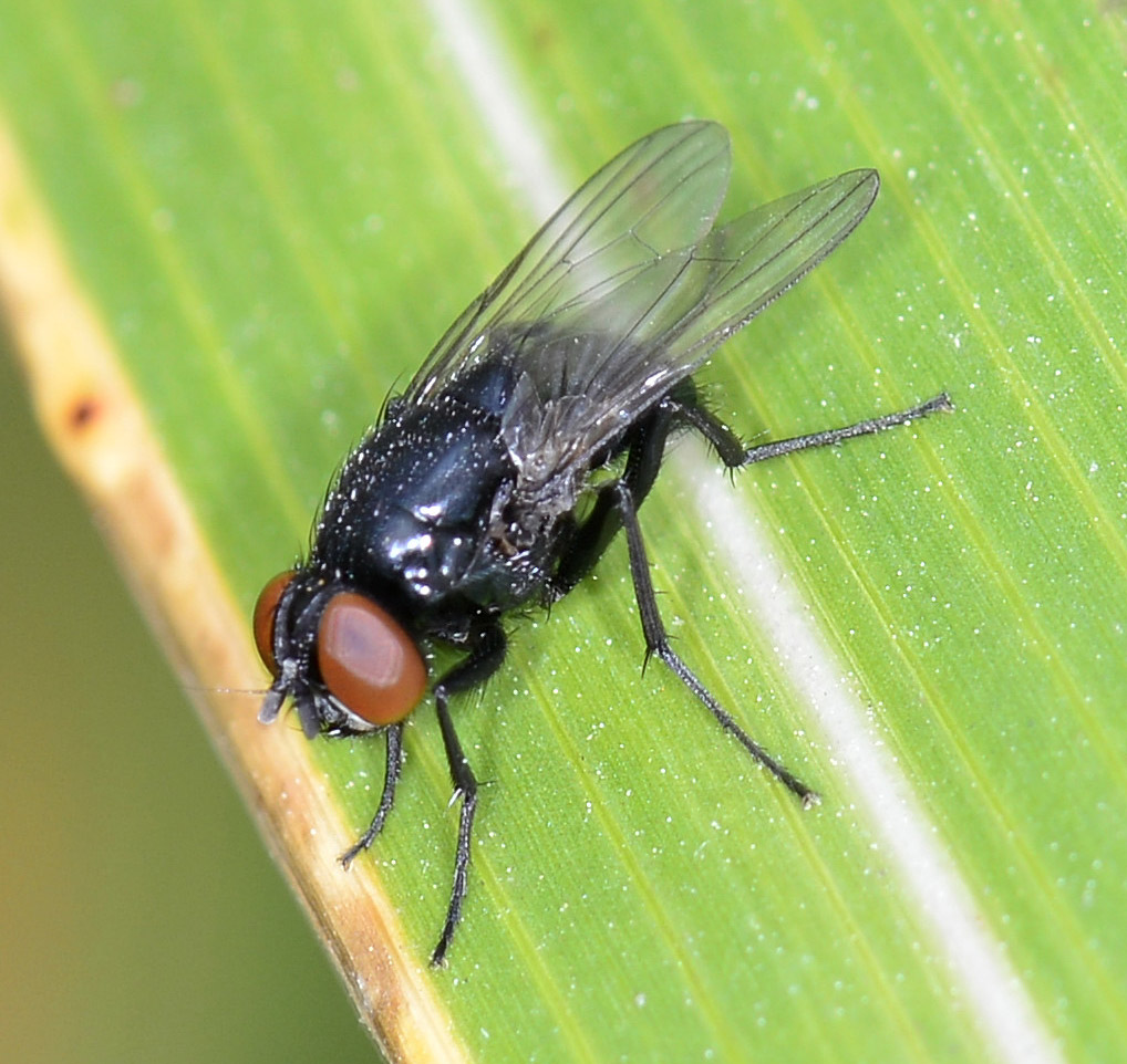 Muscidae: femmina di Hydrotaea ignava