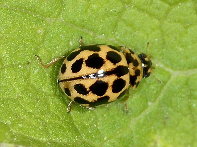 Tytthaspis sedecimpunctata, Coccinellidae