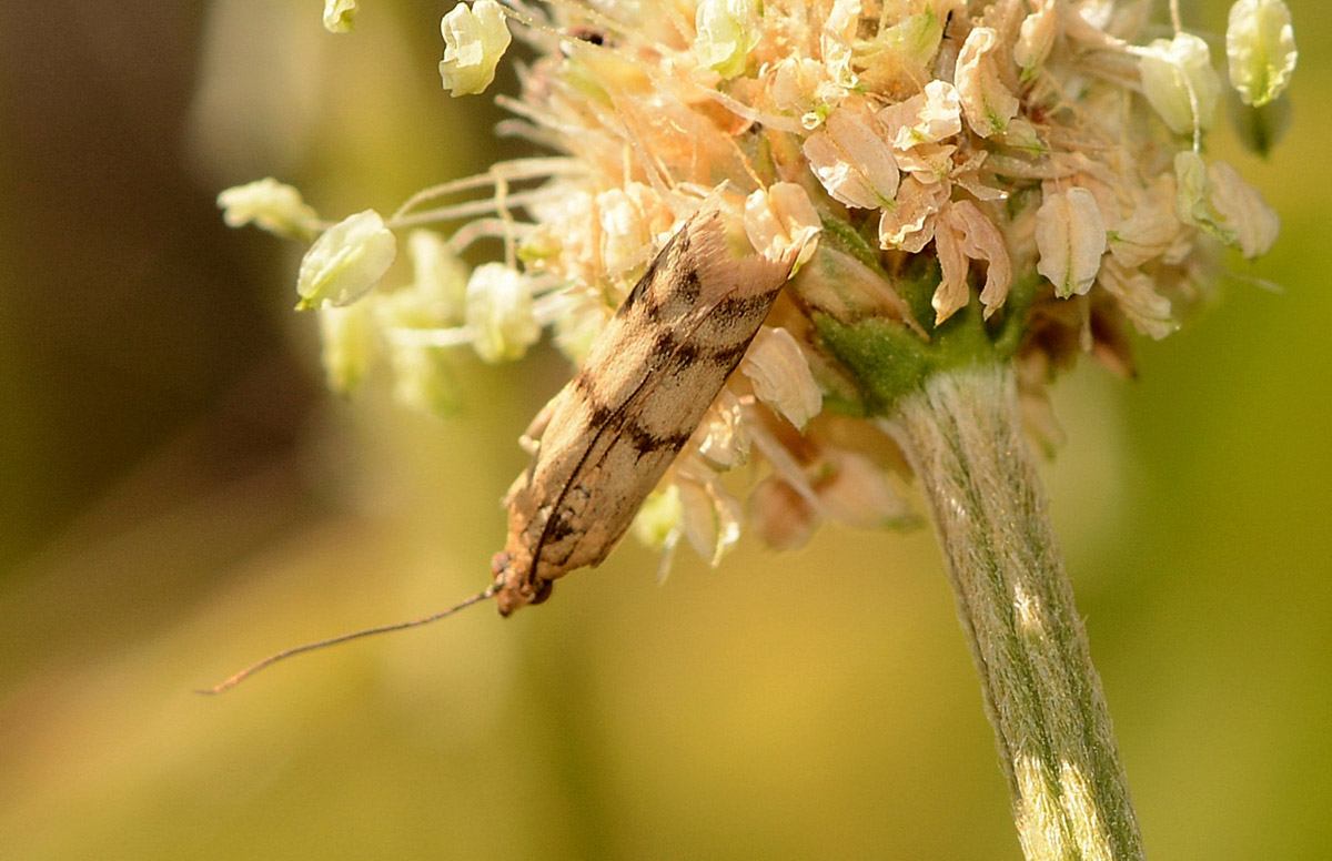 Micro a Capraia - Homoeosoma sinuella