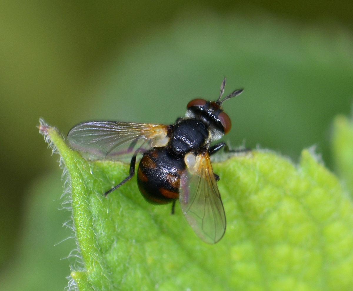 Tachinidae