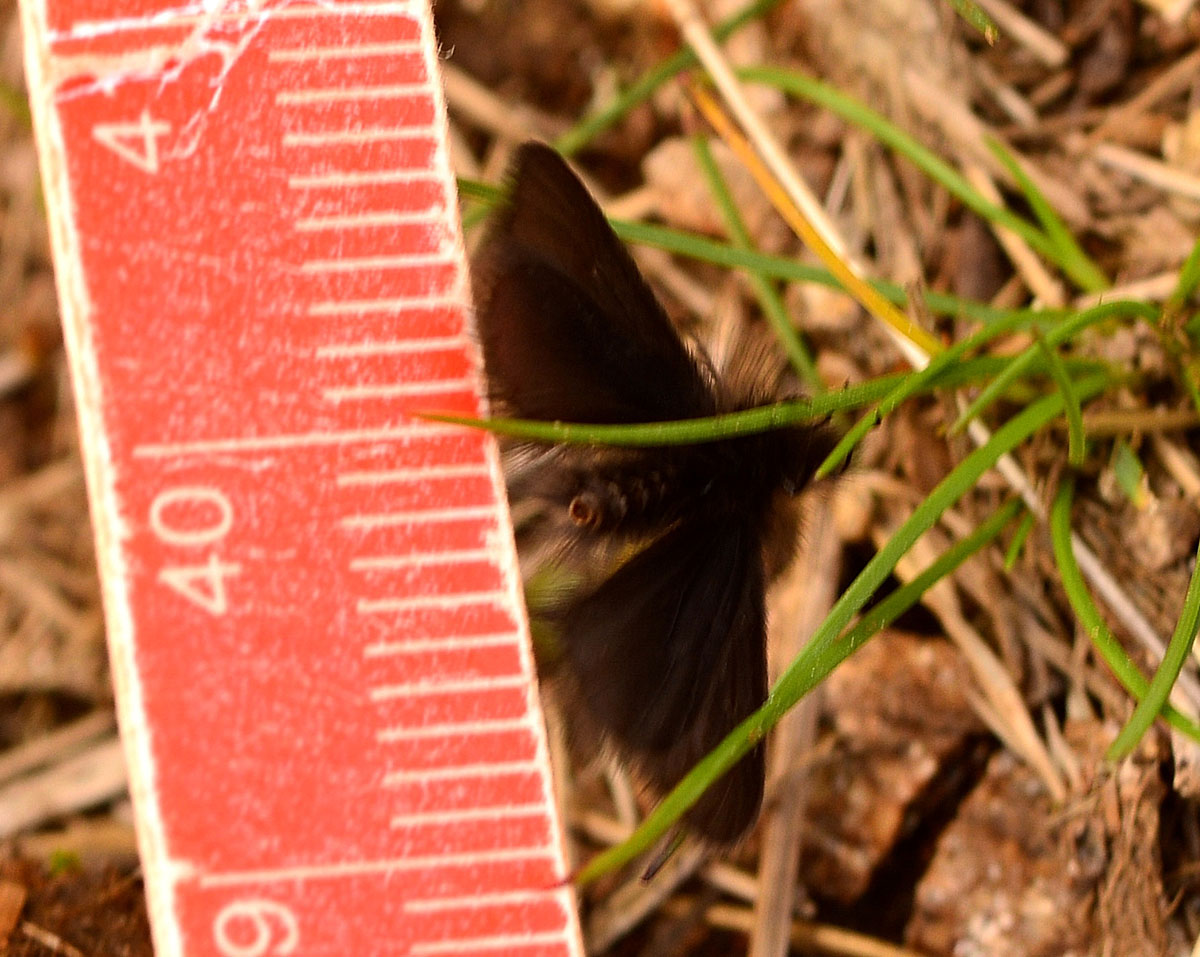 nuvola nera - Psychidae