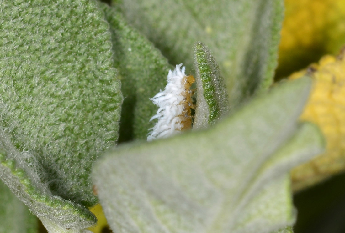 Sulla salvia: larva di Coccinellidae Scymninae.