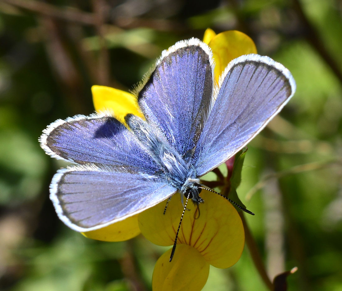 Lycaenidae: Plebejus idas