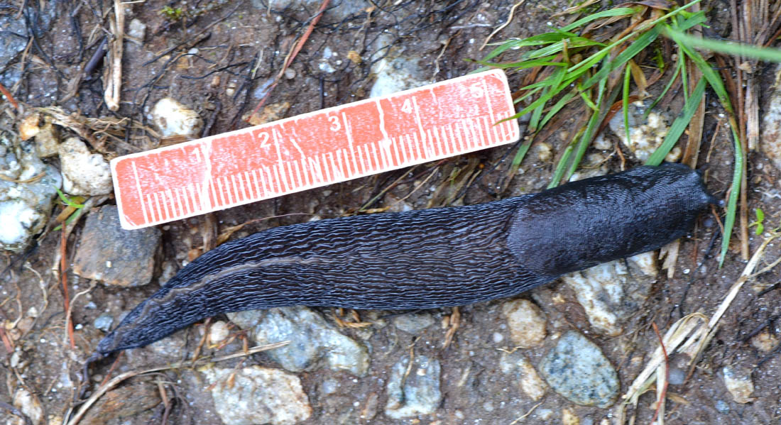 Limax alpinus del Alta val Anzasca (VB)