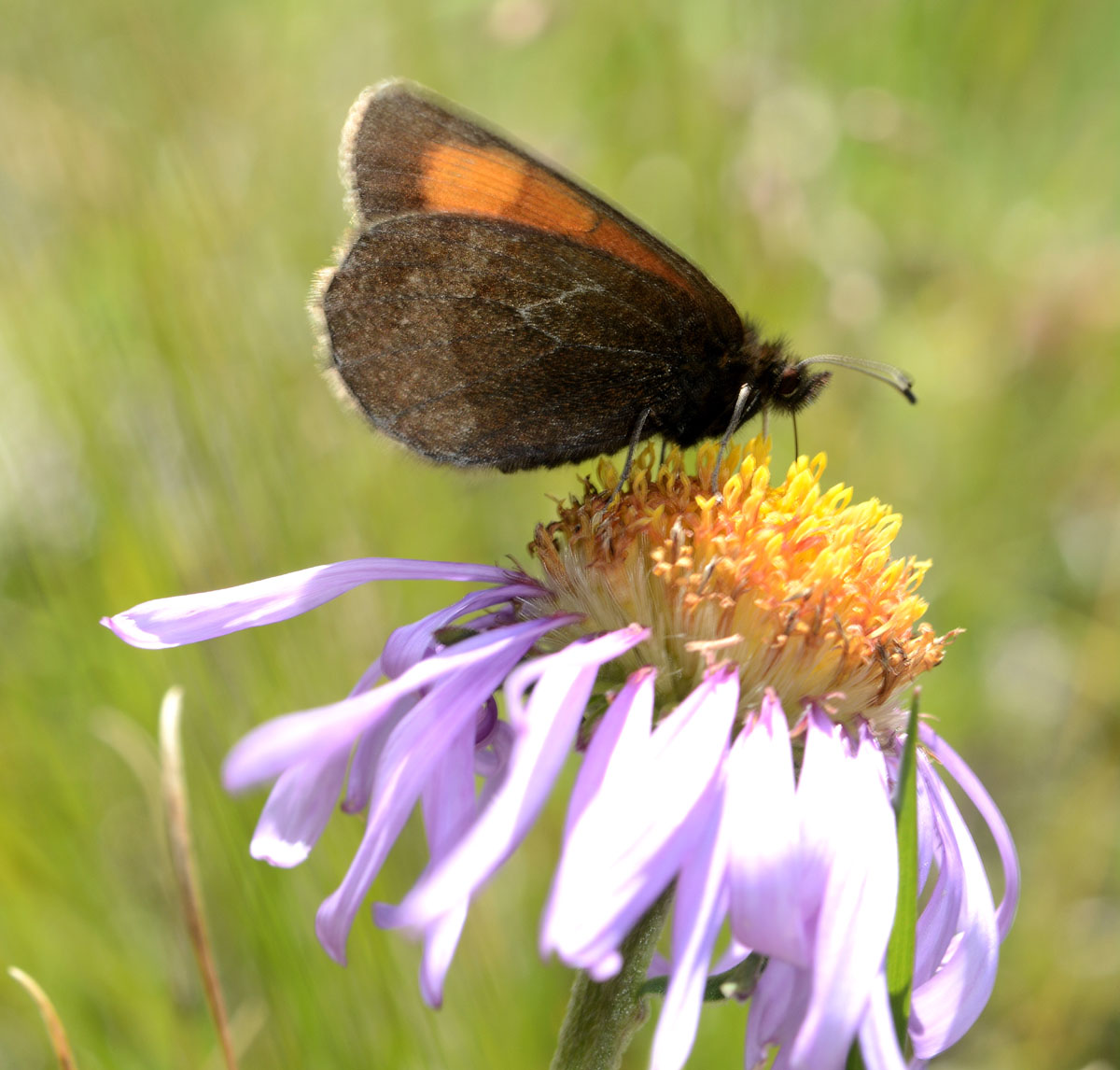 Erebia da id. - Erebia mnestra