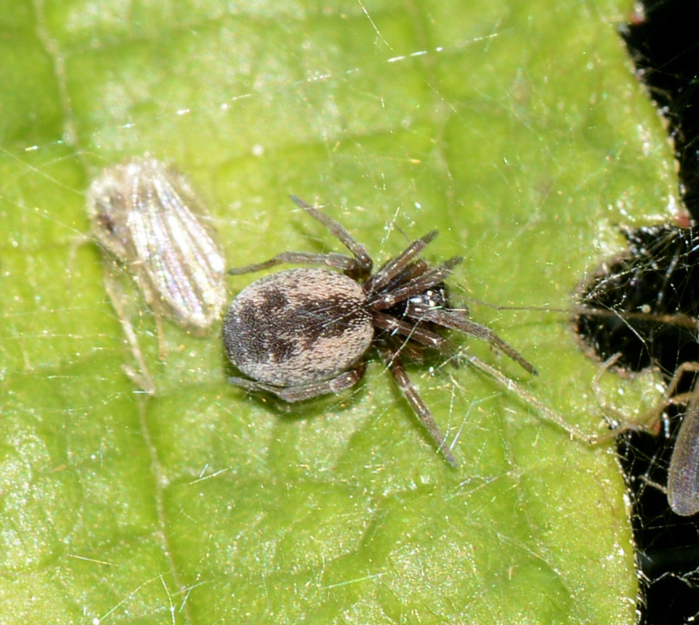 Dictynidae:  Brigittea civica -  Paullo (MI)