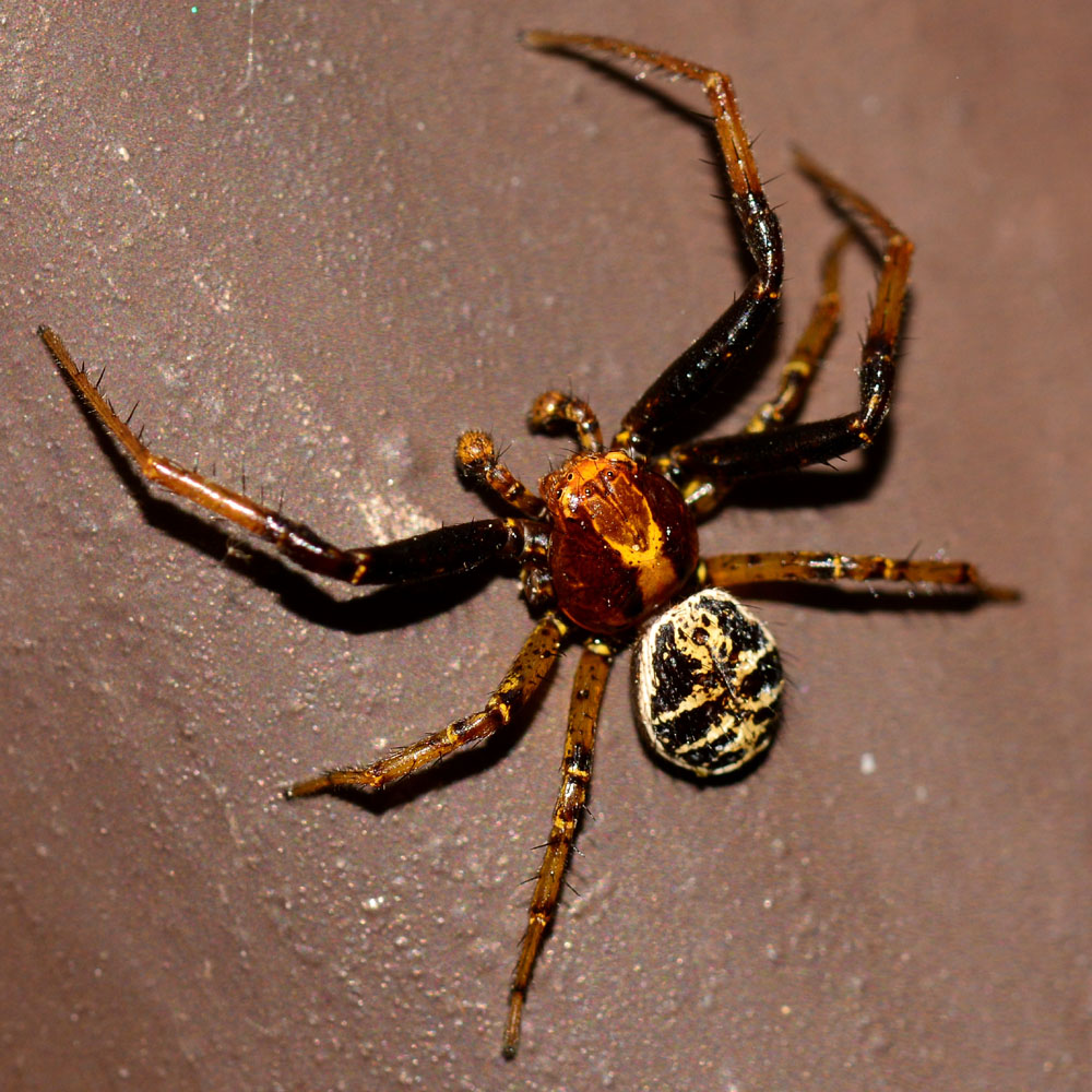 Maschio di Xysticus sp. - Bannio Anzino (VB)