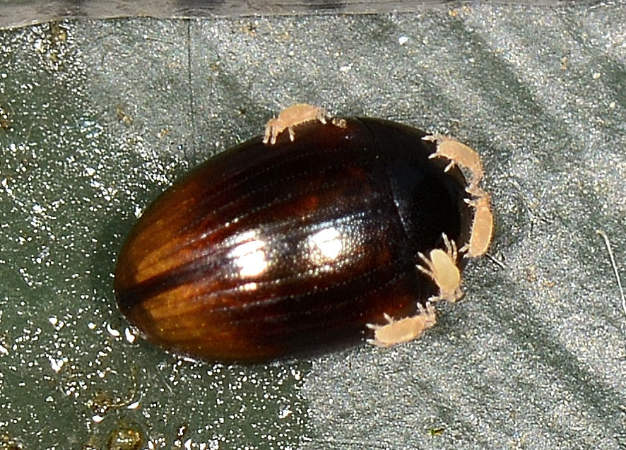 Coleottero parassitato:  probabile Cercyon sp.  (Hydrophilidae)