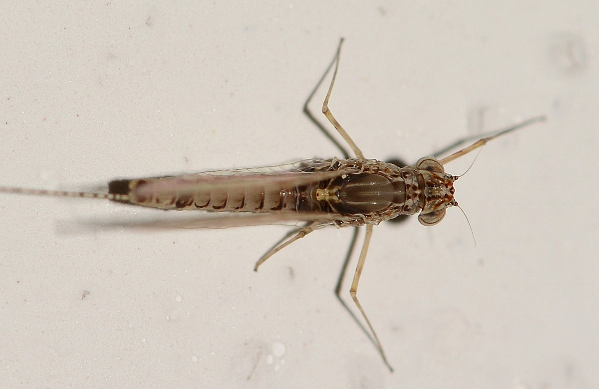 Efemera di Capraia: Cloeon cognatum, femmina (Baetidae)