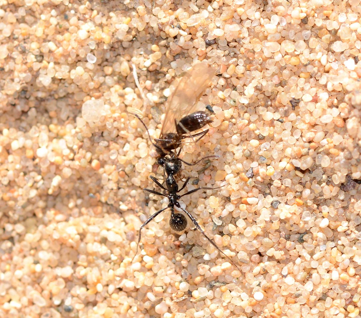 formica sarda: Aphaenogaster senilis