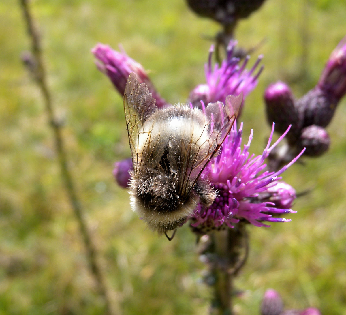 Bombus grigio? B. mesomelas (cf)