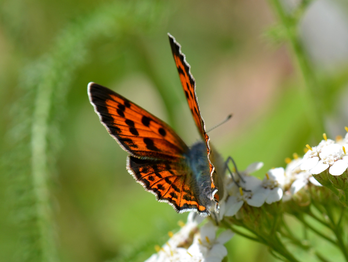 Lycaena - Lycaena alciphron