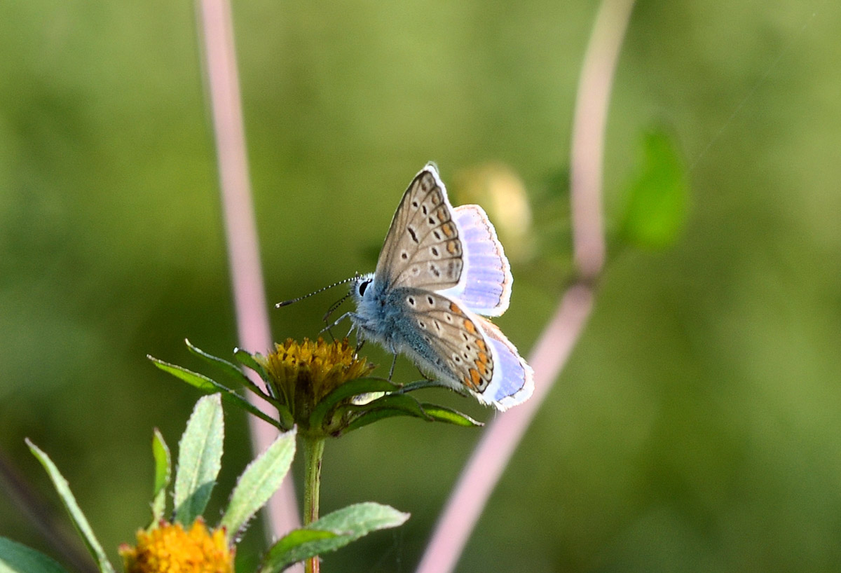 Lycaenidae da id. - Polyommatus icarus