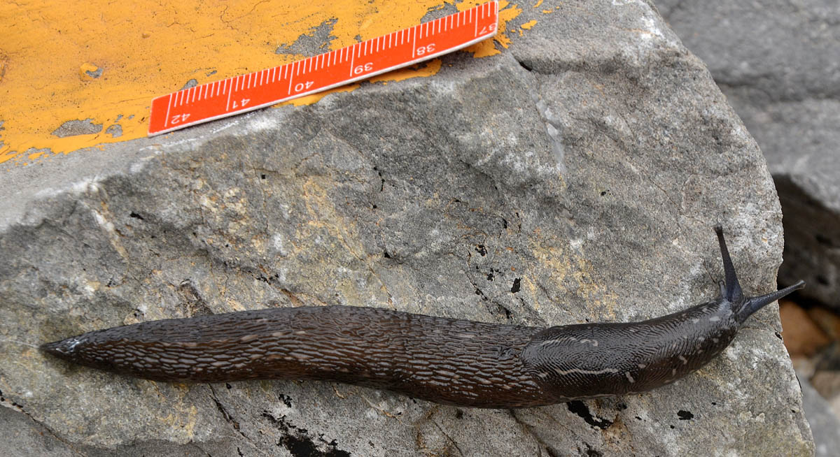 Limax cf subalpinus dal Monte Acuto (SV)