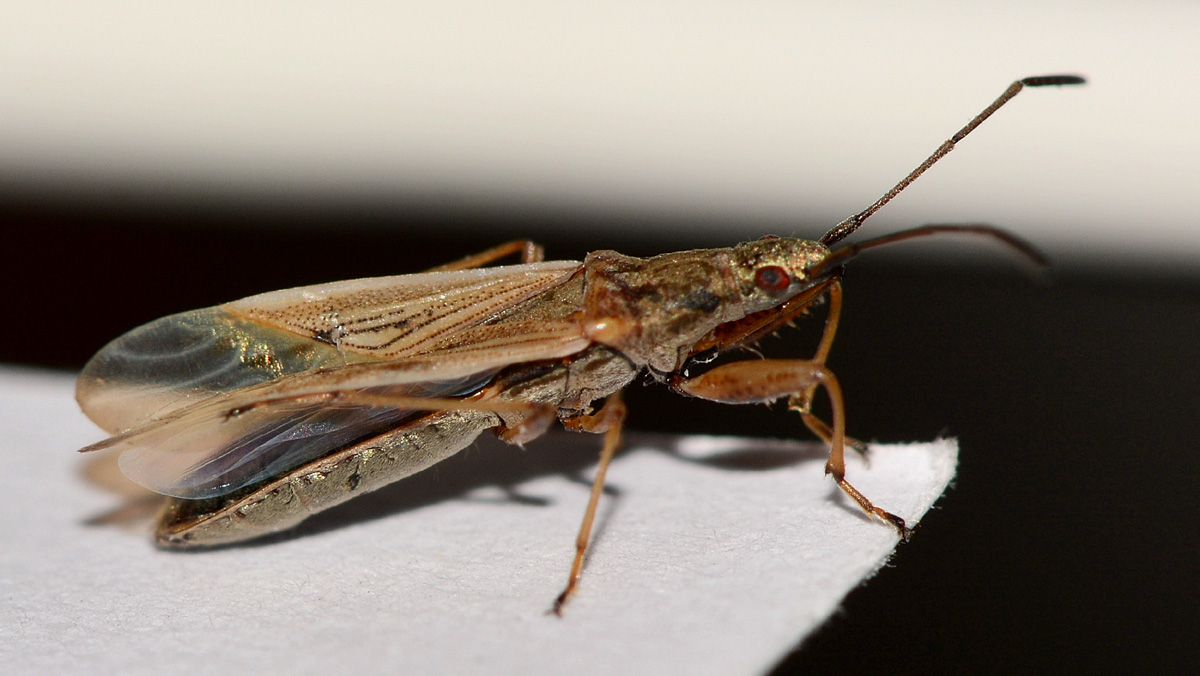 Lygaeidae: Paromius gracilis