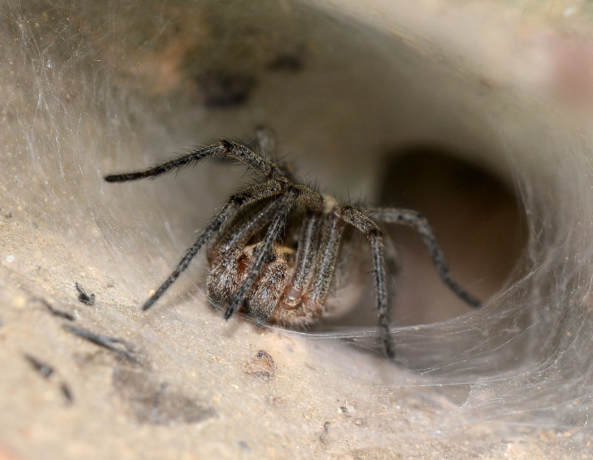 Agelena labyrinthica - Costa Verde (Sardegna)