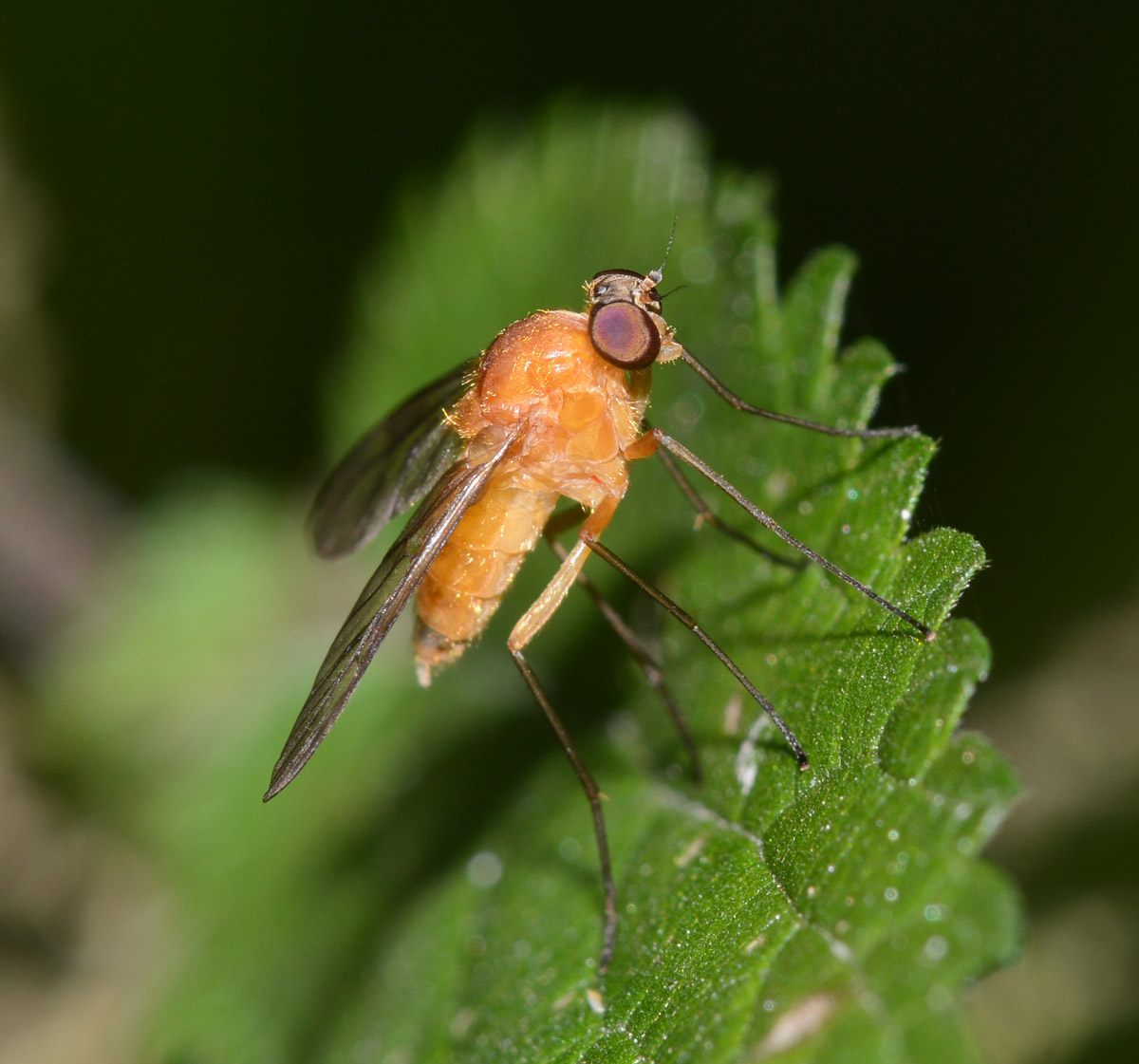 Rhagionidae: femmina di Chrysopilus laetus