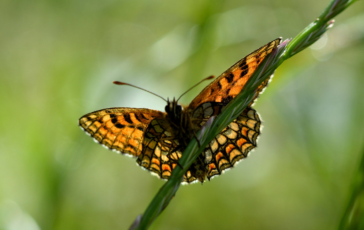 Melitaea