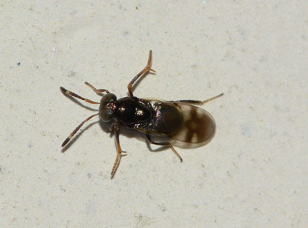 Famiglia? Encyrtidae (cf.)